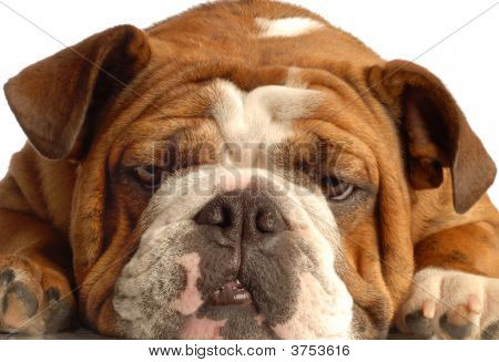 Buldog twarzy na