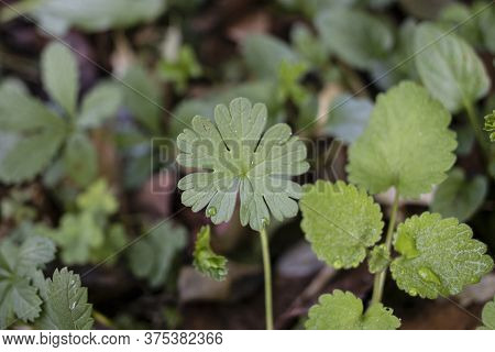 The Leaf Of The Plant, Whose Latin Name Is Geranium Lucidum. Close Up In Green Color.