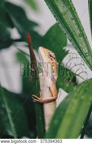 Oriental Garden Fence Lizard Or Calotes Versicolor Sitting On A Branch In The Tropical Jungle. Asian