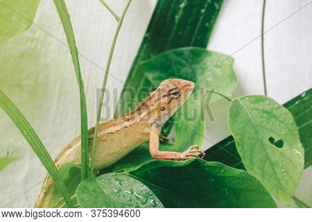 Oriental Garden Fence Lizard Or Calotes Versicolor Sitting On A Branch In The Tropical Jungle. Asian
