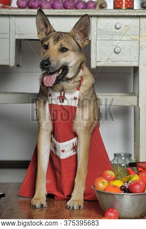 Dog Chef In The Kitchen Studio Photo
