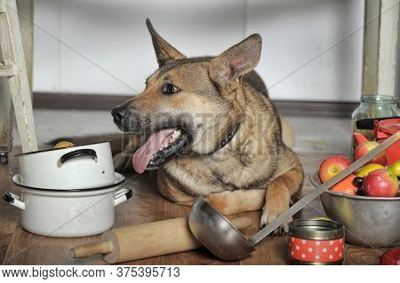 Dog Chef In The Kitchen