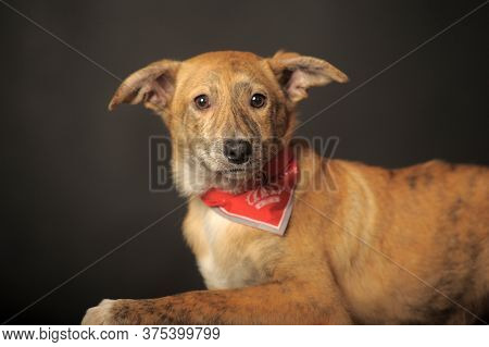 Red Puppy In Studio On A Dark Background