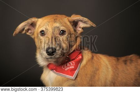 Red Puppy In Studio On A Dark Background