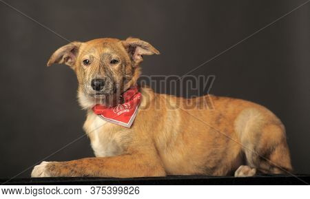 Red Puppy In Studio On A Dark Background