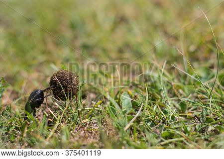 Small Dung Beetle Rolling A Piece Of Manure Accross A Green Grass Field. A Special Kind Of Insect Th