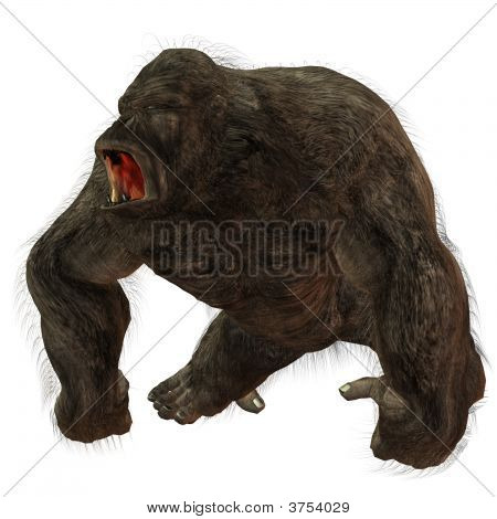 Silverback gorila