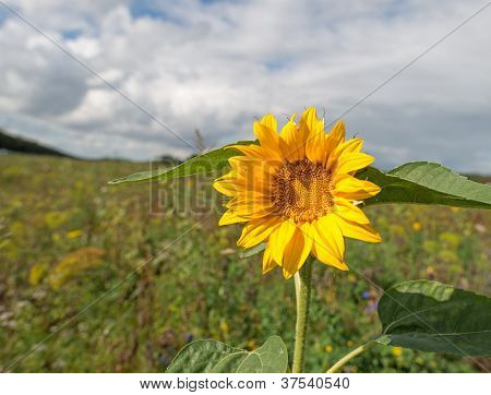 Ayçiçeği bir alanda