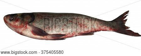 Whole Raw Silver Carp Fish Close-up On A White Background In Isolation
