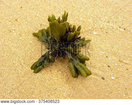Seaweed. Green Seaweed Laying On The Beach. Kelp And Seaweed Washed Upon The Shore In Santa Cruz, Po