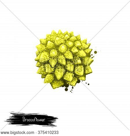 Broccoflower Isolated On White. Digital Art Illustration. Romanesco Broccoli With Striking And Unusu