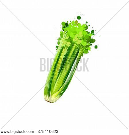 Celery Vegetable Isolated On White Background. Hand Drawn Illustration Of Green Celery Long Fibrous 