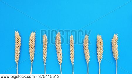 Spikelets Of Wheat On A Blue Background. Simple Flat Lay With Copy Space. Stock Photo.