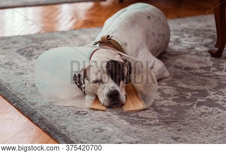 Dog In Protective Medical Plastic Collar