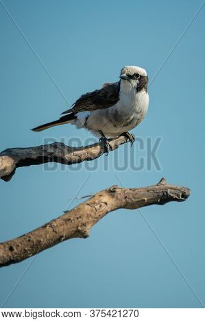 Northern White-crowned Shrike On Branch Turning Head