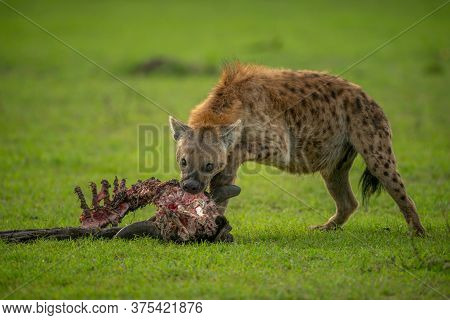 Spotted Hyena Gnawing Carcase In Short Grass