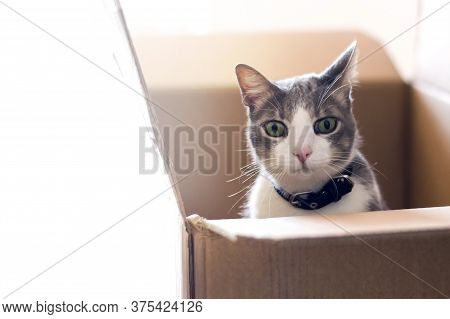 The Gray-white Domestic Curious And Worried Cat Sitting In A Cardboard Box And Looking At The Camera