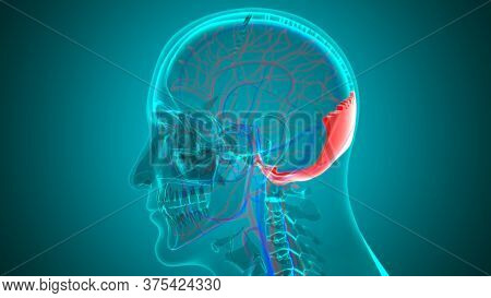 Human Skeleton Skull Occipital Bone Anatomy For Medical Concept 3d Illustration