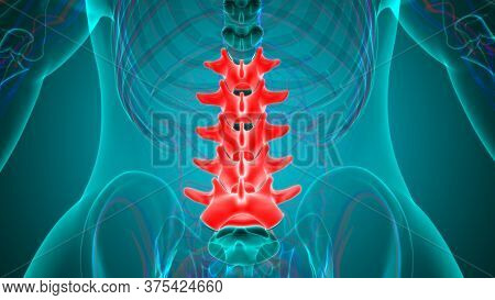 Vertebrogram ภาพและภาพถ่าย (ทดลองใช้ฟรี) | Bigstock