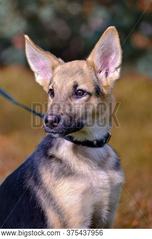 Shepherd Puppy On Grass Background Close Up