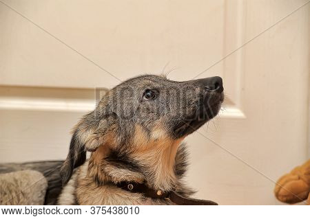 Crossbreed Puppy Shepherd Looks Guiltily. Close Up