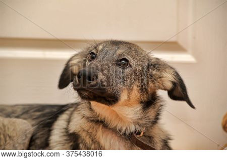 Crossbreed Puppy Shepherd Looks Guiltily.