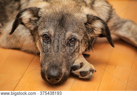 Crossbreed Puppy Shepherd Looks Guiltily.