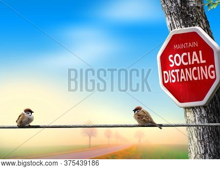 Birds Practicing Social Distancing. Covid-19 Awareness Theme Concept With Humor.