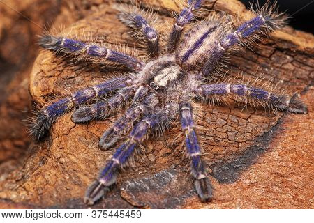 Blue Spider 