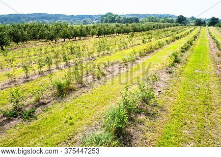 Landscape Monoculture Gooseberry Plant Field Growth Farm