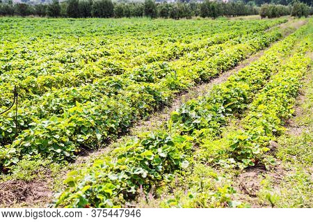 Landscape Monoculture Strawberry Plant Field Growth Farm