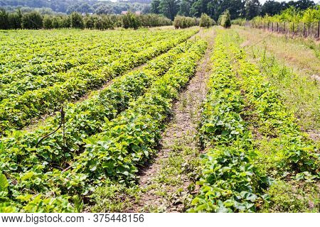 Landscape Monoculture Strawberry Plant Field Growth Farm