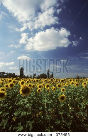 Ayçiçeği Feild