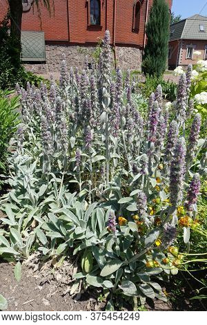 Flowering Spikes Of Stachys Byzantina In The Garden In June