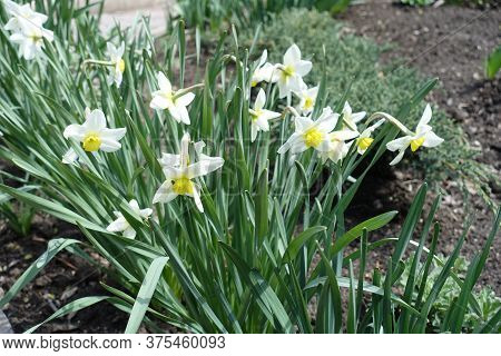 Numerous White Flowers Of Narcissuses In April