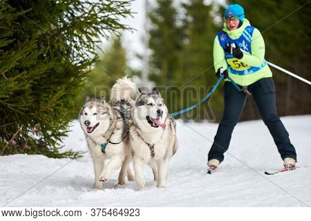 Verkhoshizhemye, Russia - 03.08.2020 - Skijoring Dog Racing. Winter Dog Sport Competition. Siberian 