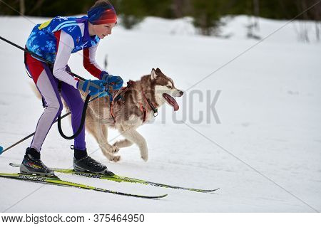 Verkhoshizhemye, Russia - 03.08.2020 - Skijoring Dog Racing. Winter Dog Sport Competition. Siberian 