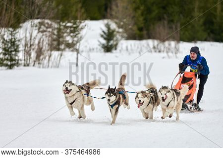 Verkhoshizhemye, Russia - 03.08.2020 - Husky Sled Dog Racing. Winter Dog Sport Sled Team Competition