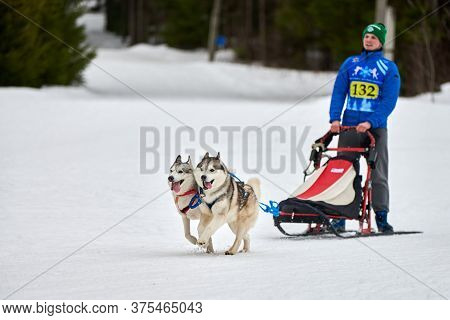 Verkhoshizhemye, Russia - 03.08.2020 - Husky Sled Dog Racing. Winter Dog Sport Sled Team Competition