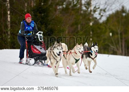 Verkhoshizhemye, Russia - 03.08.2020 - Husky Sled Dog Racing. Winter Dog Sport Sled Team Competition