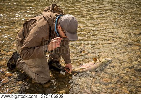 Kitimat, British Columbia, Canada - July 27th, 2015: A Fisherman Holds A Large Chum Salmon In The Wa