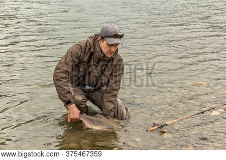 Kitimat,  British Columbia, Canada - July 27th, 2015: A Fisherman Releasing A Red Sockeye Salmon Bac
