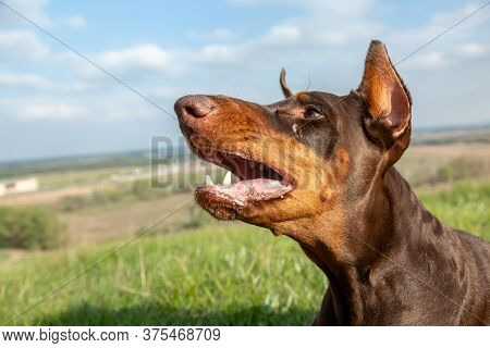Portrait Of An Evil Barking Brown-and-tan Doberman Dobermann Dog In Green Grass On A Hill On A Blurr