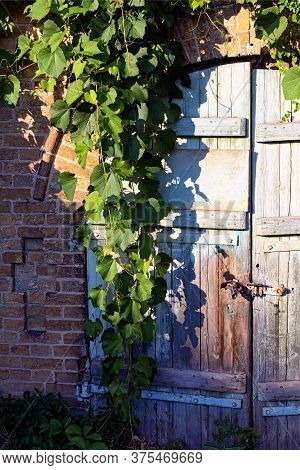 Close-up View Of Old Wooden Gate Into The Cellar Covered By Grapevine. Grapevine Leaves Border. Natu