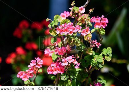 Group Of Vivid Pink Pelargonium Flowers (commonly Known As Geraniums, Pelargoniums Or Storksbills) A