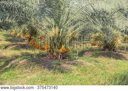 Bunch Of Palm Fruit Thailand. Agriculture Economy / New Season Dates On A Date Palm Tree