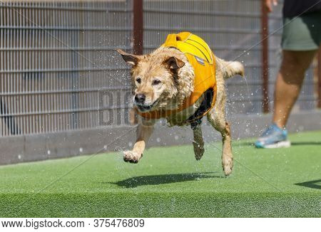 Three Legged Dog About To Jump Off A Dock In A Dog Water Dock Diving Event