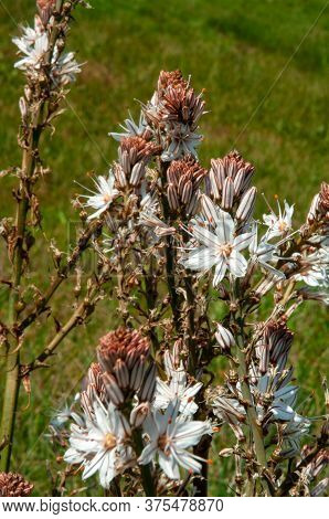 Beautiful White Mediterranean Wild Flower White Asphodel (asphodelus Albus)