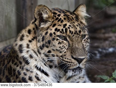 Uk, Welwyn - October 2017: Amur Leopard In Captivity - Close Up
