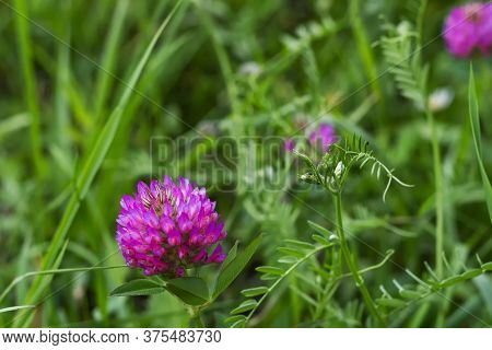 Flowers Clover Ordinary. Plant Siberia. A Picture From The Front. Flowers Nwa The Background Of Gree